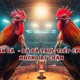 88 da ga truc tiep