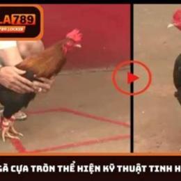 alo 789 đá gà cựa sắt