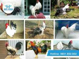 ảnh chụp màn hình các giống gà đá ở việt nam