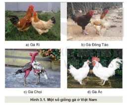 ảnh chụp màn hình các giống gà đá