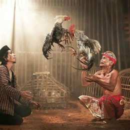 ảnh chụp màn hình cách ghép gà chọi đá