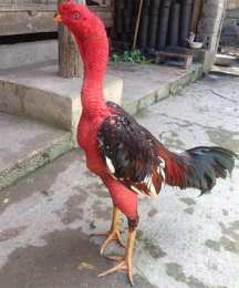 ảnh chụp màn hình cách làm dày da gà chọi