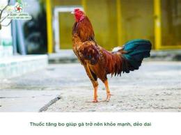 ảnh chụp màn hình cách nuôi gà đá tăng bo