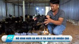 ảnh chụp màn hình cách nuôi gà noi đá có lực