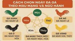 ảnh chụp màn hình cách xem mạng gà đá