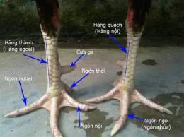 ảnh chụp màn hình cách xem tướng gà đá hay