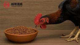 ảnh chụp màn hình cho gà đá ăn gạo lứt có tác dụng gì