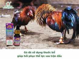 ảnh chụp màn hình cho gà uống b1 trước khi đá