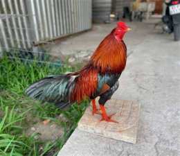 ảnh chụp màn hình cho tốt gà đá quận 9