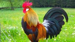 ảnh chụp màn hình cỏ gà đá