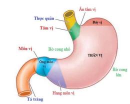 ảnh chụp màn hình dạ dày tuyến và dạ dày cơ ở gà