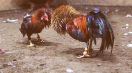 ảnh chụp màn hình đá gà 88i