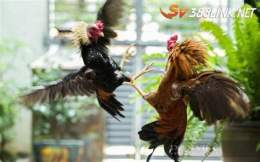 ảnh chụp màn hình đá gà an tiền campuchia