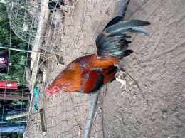 ảnh chụp màn hình da ga asil rac