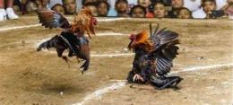 ảnh chụp màn hình đá gà c3 ngày 29 tháng 12