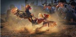 ảnh chụp màn hình đá gà cá cược
