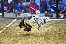 ảnh chụp màn hình đá gà chiên
