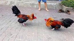 ảnh chụp màn hình da ga cua dao thomo