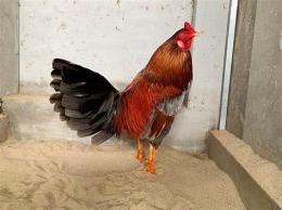 ảnh chụp màn hình đá gà cựa tròn thomo