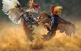 ảnh chụp màn hình da ga danh thomo