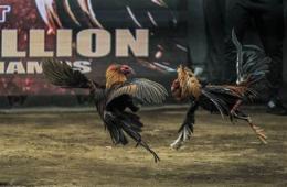 ảnh chụp màn hình đá gà ngày 24/7