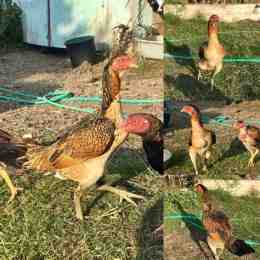 ảnh chụp màn hình da ga noi don thai lan