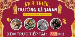 ảnh chụp màn hình đá gà savan tía đại tướng