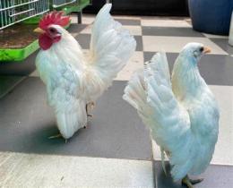 ảnh chụp màn hình đá gà serama