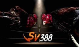 ảnh chụp màn hình đá gà sv388 tốt nhất việt nam