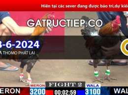 ảnh chụp màn hình đá gà thomo 19/9 c5