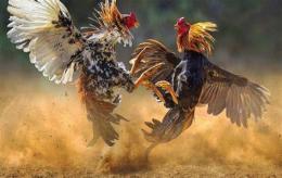 ảnh chụp màn hình đá gà thomo 9 tháng 12