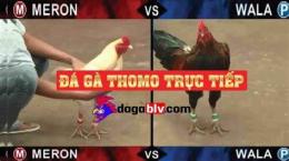 ảnh chụp màn hình da ga thomo 999 moi nhat