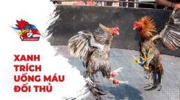 ảnh chụp màn hình đá gà thomo xanh trích uống máu đối thủ