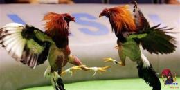 ảnh chụp màn hình đá gà trực tiếp c2 trận 17