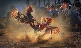 ảnh chụp màn hình đá gà trực tiếp nepal