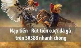 ảnh chụp màn hình đá gà trực tiếp sv388 hôm nay