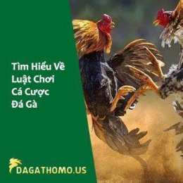 ảnh chụp màn hình đặt cược đá gà