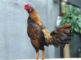 ảnh chụp màn hình gà cuban đá cựa cốt