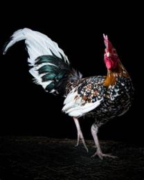 ảnh chụp màn hình gà đá huế