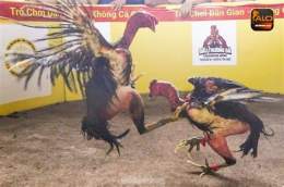 ảnh chụp màn hình gà đá thomo 16/8