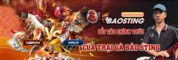ảnh chụp màn hình gà đá thomo bữa nay bảo sting