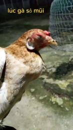 ảnh chụp màn hình gà đá về bị khò khè
