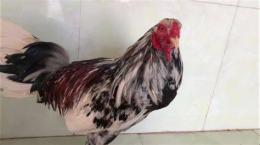 ảnh chụp màn hình gà điều bông đá ngày nào