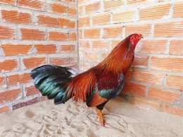 ảnh chụp màn hình gà hatch đá