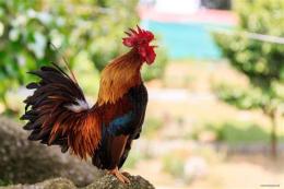 ảnh chụp màn hình gà mái đá gà trống