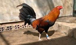 ảnh chụp màn hình ga noi da cua sat 2016