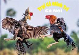 ảnh chụp màn hình ga noi da don cao