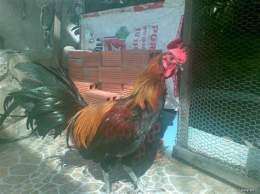ảnh chụp màn hình gà peru đá cựa