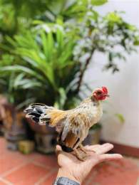 ảnh chụp màn hình gà tre bắc tít đá nhau