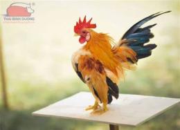 ảnh chụp màn hình gà tre đá ăn j bổ đá khoẻ